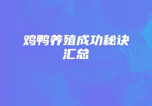 鸡鸭养殖成功秘诀汇总